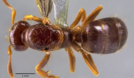 Lasius claviger specimen ANTWEB1041768 image antweb1041768_1