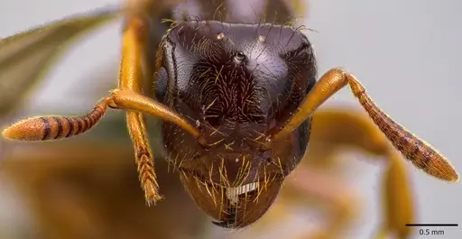 Lasius claviger specimen ANTWEB1041768 image antweb1041768_3