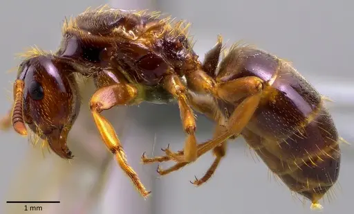 Lasius claviger specimen ANTWEB1041768 image antweb1041768_4