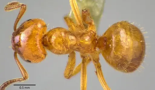 Lasius claviger specimen ANTWEB1041770 image antweb1041770_1