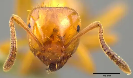 Lasius claviger specimen ANTWEB1041770 image antweb1041770_2