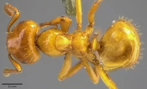 Lasius claviger specimen ANTWEB1041809 image antweb1041809_1