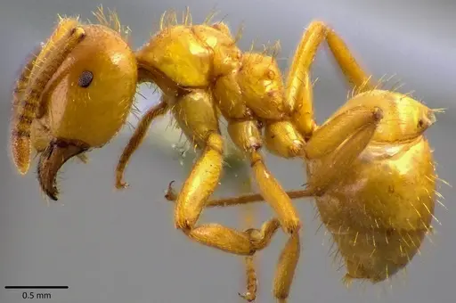 Lasius claviger specimen ANTWEB1041809 image antweb1041809_4