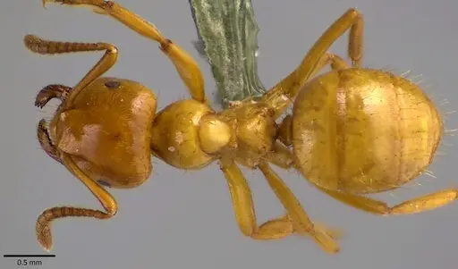 Lasius claviger specimen ANTWEB1041810 image antweb1041810_1