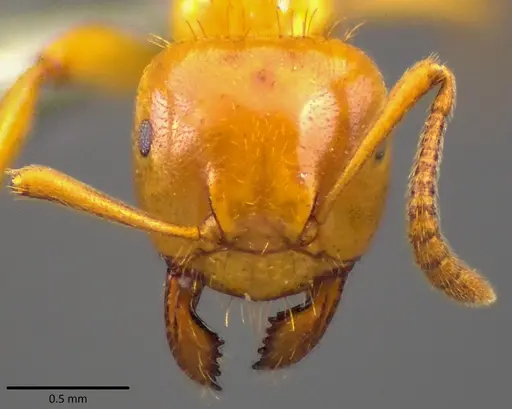 Lasius claviger specimen ANTWEB1041810 image antweb1041810_2