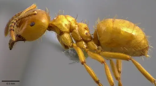 Lasius claviger specimen ANTWEB1041810 image antweb1041810_3