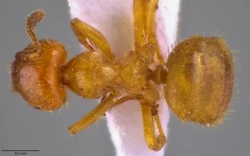 Lasius claviger specimen ANTWEB1060010 image antweb1060010_1