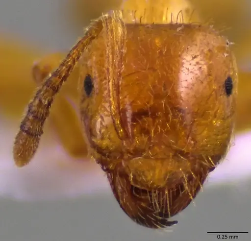Lasius claviger specimen ANTWEB1060010 image antweb1060010_2