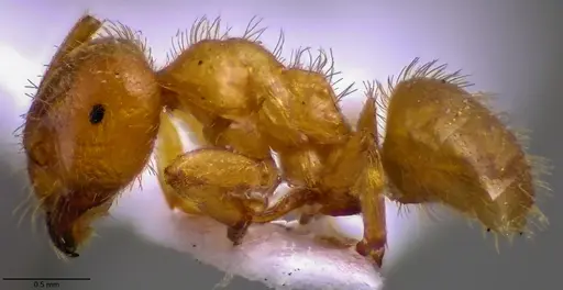 Lasius claviger specimen ANTWEB1060010 image antweb1060010_3