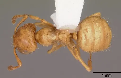 Lasius claviger specimen CASENT0103541 image casent0103541_1