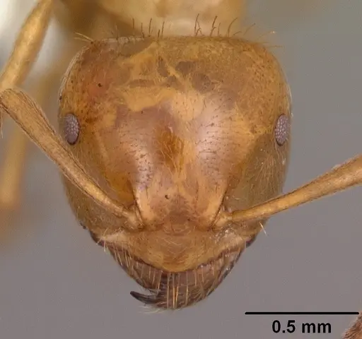 Lasius claviger specimen CASENT0103541 image casent0103541_2