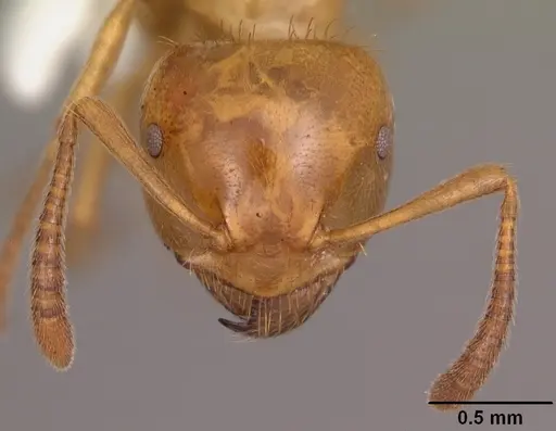 Lasius claviger specimen CASENT0103541 image casent0103541_3