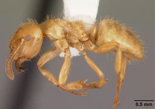 Lasius claviger specimen CASENT0103541 image casent0103541_4
