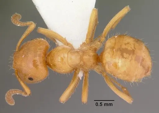 Lasius claviger specimen CASENT0103542 image casent0103542_1