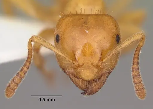 Lasius claviger specimen CASENT0103542 image casent0103542_2