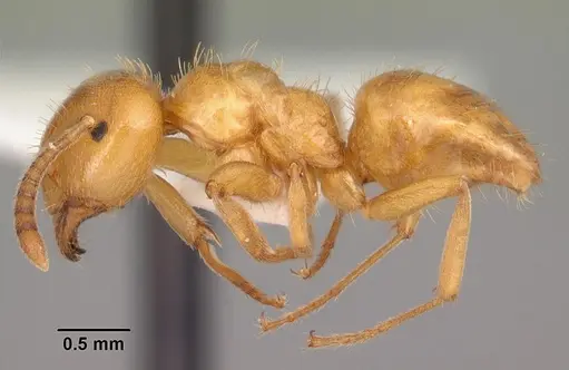 Lasius claviger specimen CASENT0103542 image casent0103542_3