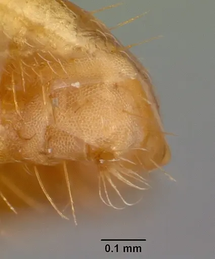 Lasius claviger specimen CASENT0103542 image casent0103542_4