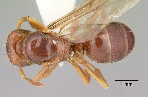 Lasius claviger specimen CASENT0103543 image casent0103543_1