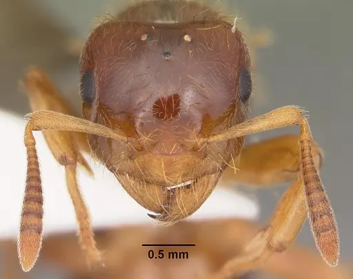 Lasius claviger specimen CASENT0103543 image casent0103543_2