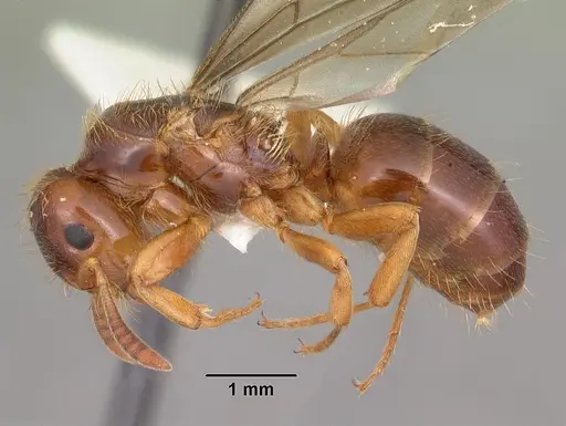 Lasius claviger specimen CASENT0103543 image casent0103543_3