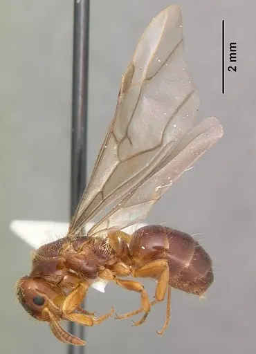 Lasius claviger specimen CASENT0103543 image casent0103543_4
