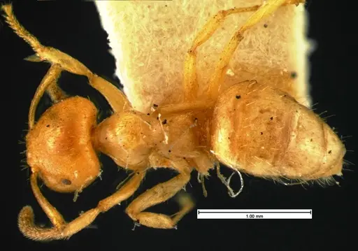 Lasius claviger specimen CASENT0105572 image casent0105572_1