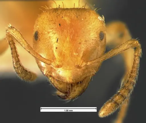 Lasius claviger specimen CASENT0105572 image casent0105572_2