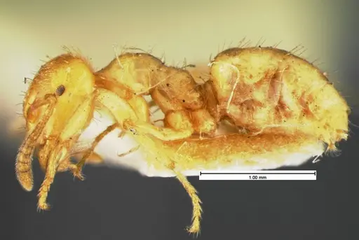 Lasius claviger specimen CASENT0105572 image casent0105572_3