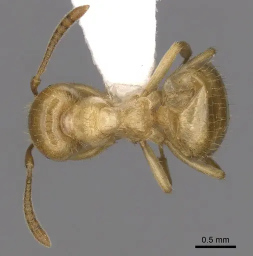 Lasius claviger specimen CASENT0280435 image casent0280435_1