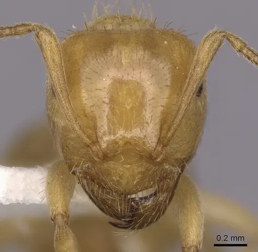 Lasius claviger specimen CASENT0280435 image casent0280435_2