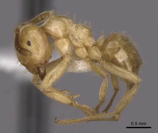 Lasius claviger specimen CASENT0280435 image casent0280435_3