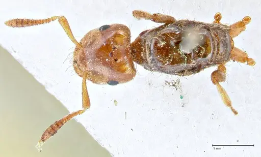 Lasius claviger specimen FOCOL2736 image focol2736_1