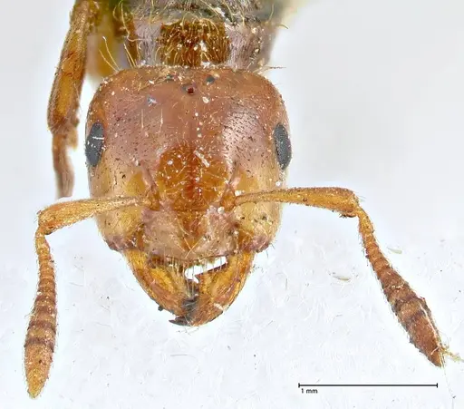 Lasius claviger specimen FOCOL2736 image focol2736_2