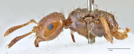 Lasius claviger specimen FOCOL2736 image focol2736_3