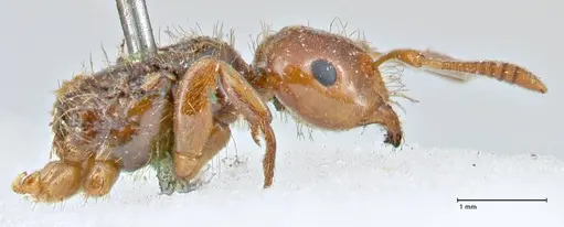 Lasius claviger specimen FOCOL2736 image focol2736_4