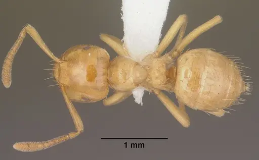 Lasius colei specimen CASENT0102770 image casent0102770_1