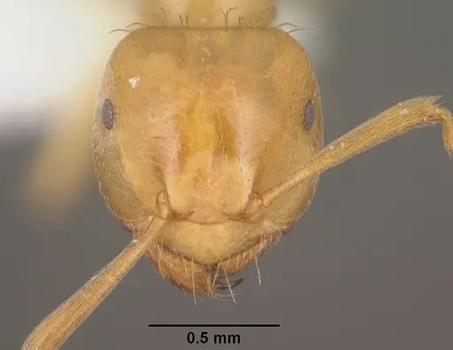 Lasius colei specimen CASENT0102770 image casent0102770_2