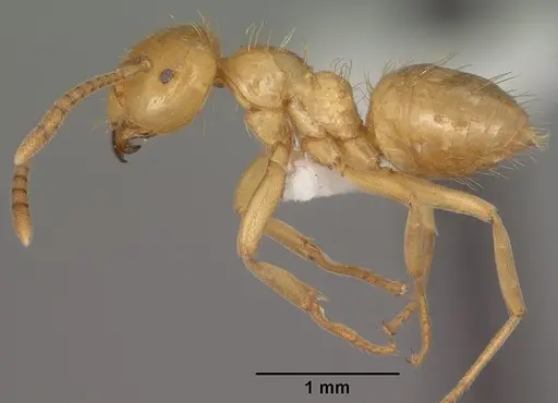 Lasius colei specimen CASENT0102770 image casent0102770_3
