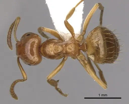 Lasius colei specimen CASENT0280434 image casent0280434_1