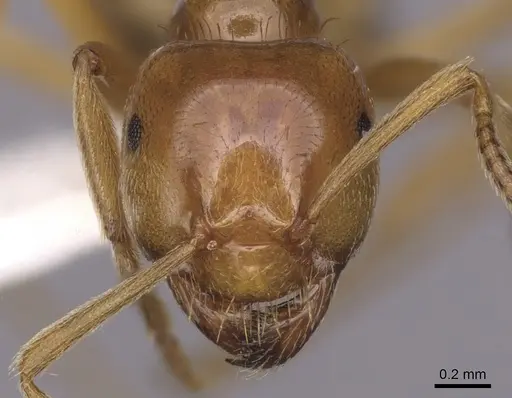 Lasius colei specimen CASENT0280434 image casent0280434_2