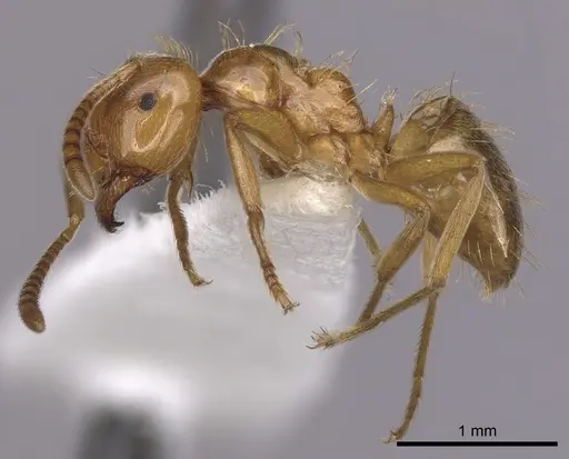 Lasius colei specimen CASENT0280434 image casent0280434_3