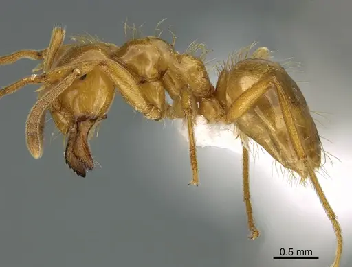 Lasius colei specimen CASENT0923594 image casent0923594_1