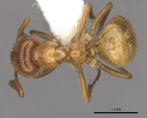Lasius coloradensis specimen CASENT0280432 image casent0280432_1