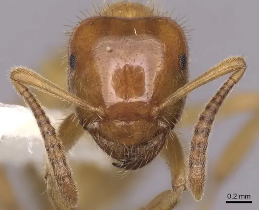 Lasius coloradensis specimen CASENT0280432 image casent0280432_2