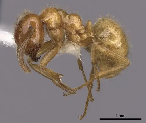 Lasius coloradensis specimen CASENT0280432 image casent0280432_3