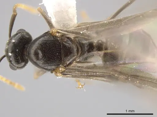 Lasius coloradensis specimen CASENT0654013 image casent0654013_1