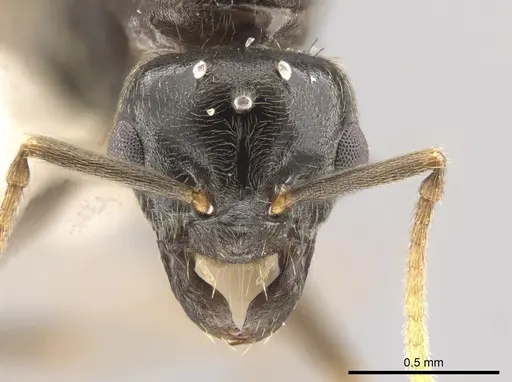 Lasius coloradensis specimen CASENT0654013 image casent0654013_2