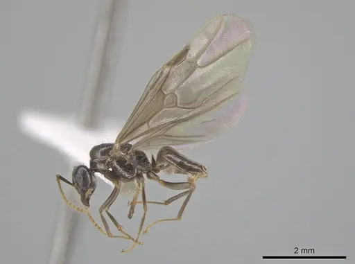 Lasius coloradensis specimen CASENT0654013 image casent0654013_4