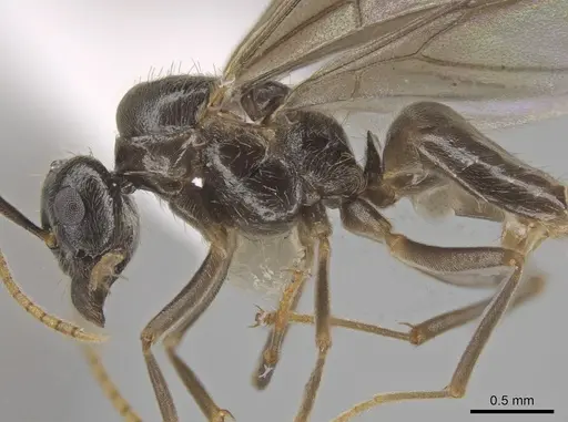 Lasius coloradensis specimen CASENT0654013 image casent0654013_5