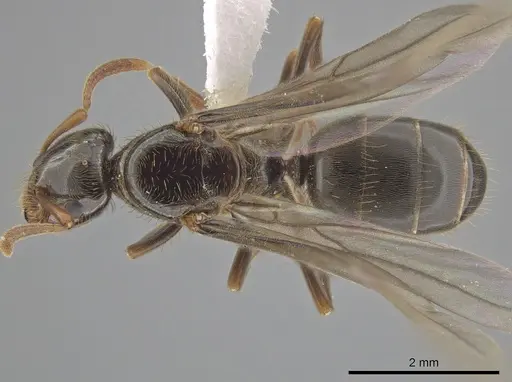 Lasius coloradensis specimen CASENT0654014 image casent0654014_1